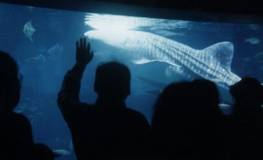 Whale Shark at Oosaka Aquarium